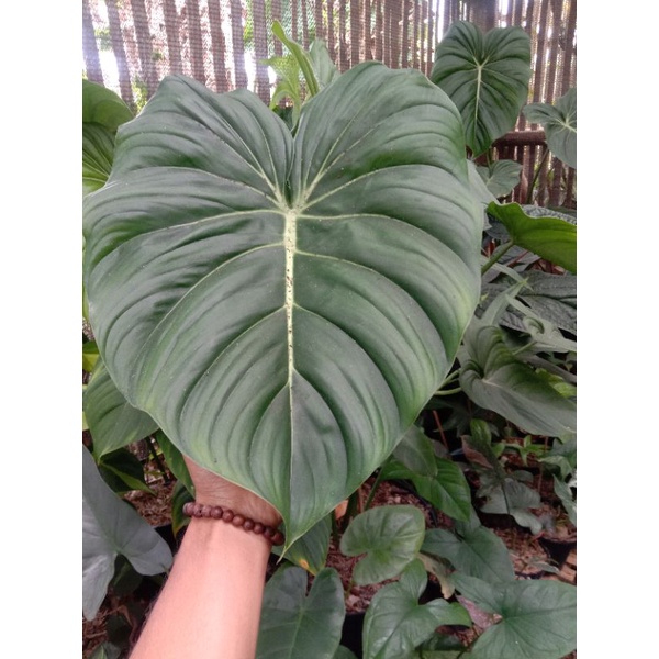 philodendron Mcdowell