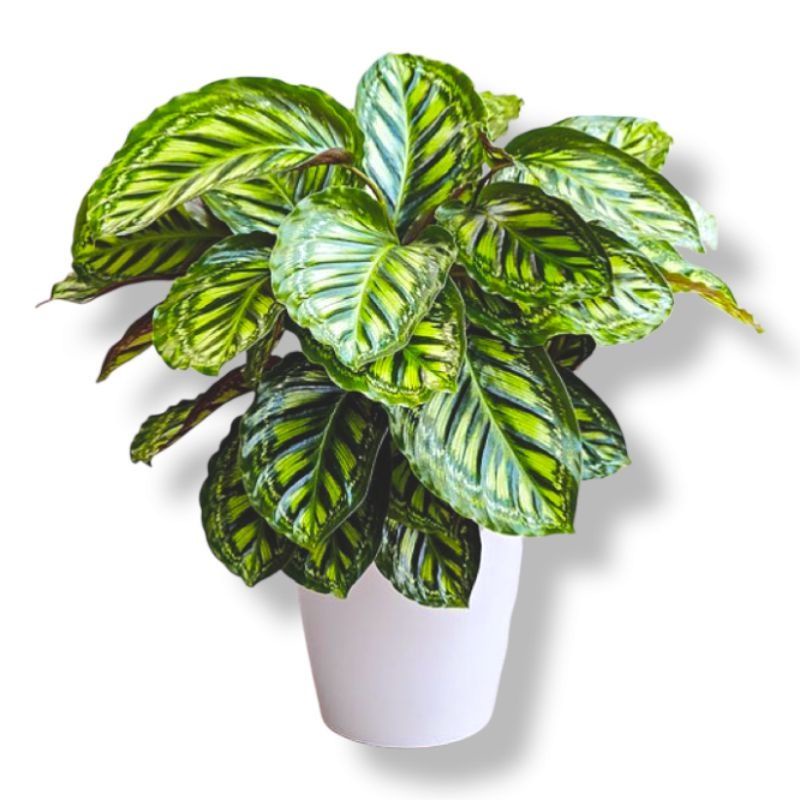 Calathea FlameStar | Tanaman Hias Calathea FlameStar Termurah