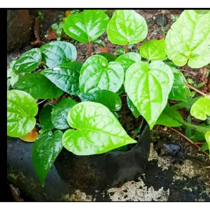 

Daun sirih herbal (obat herbal)