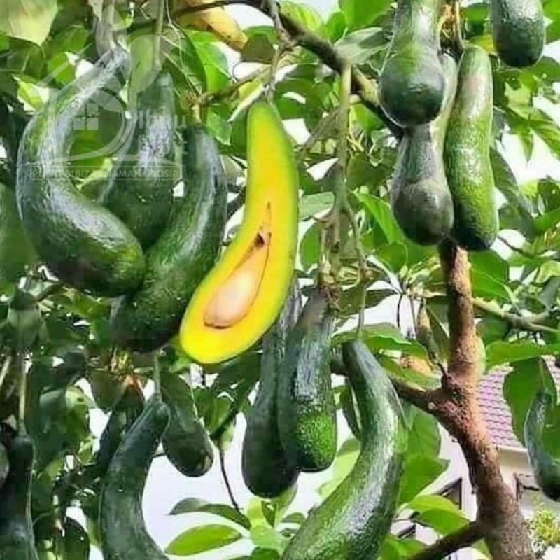 Bibit Alpukat Kelut Super berbuah panjang