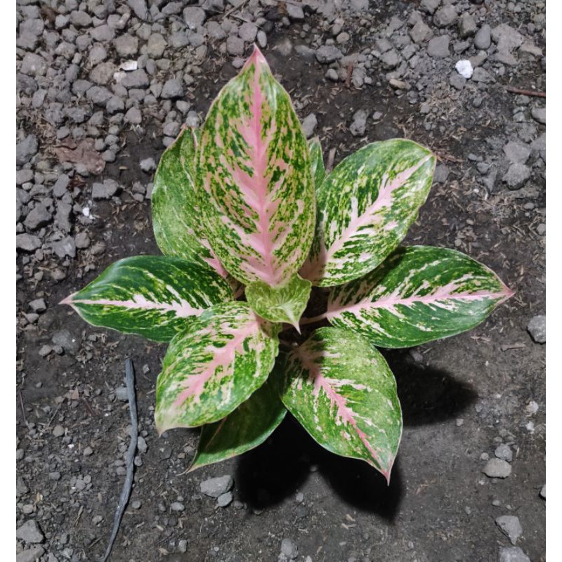 Aglonema Bidadari // Lokal