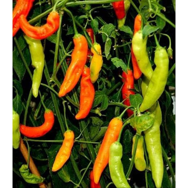 Bibit Benih Sayur Cabe Rawit cabai alip Merah Setan - Benih Sayuran