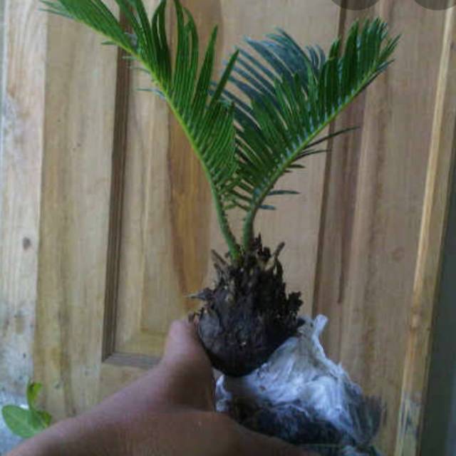 Tanaman hias Sikas mini