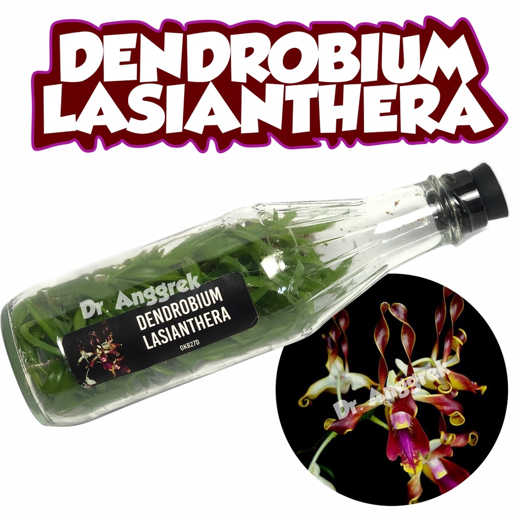 Bibit Anggrek Dendrobium Dalam Botol Lasianthera