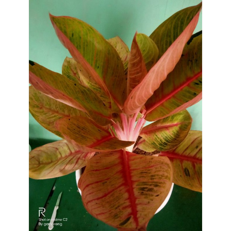 paket 3 bibit aglonema