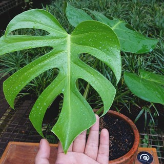 Ztg Monstera Deliciosa Tanaman Hias Indoor Plant Philodendron Philo Shopee Indonesia