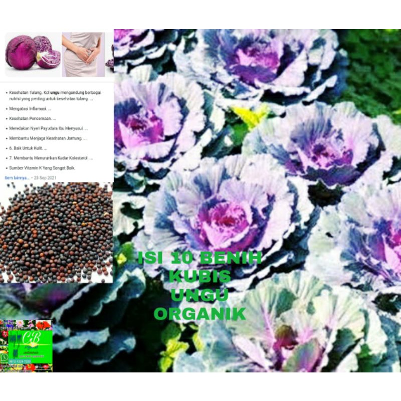 kol kubis organik/10 benih kubis ungu/kol ungu