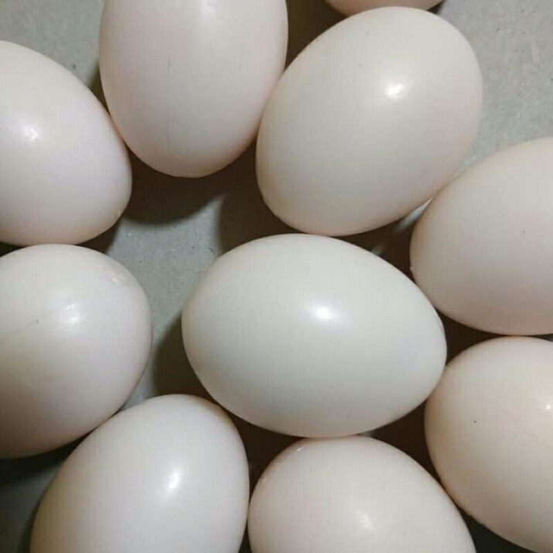 Telur telor burung Dara / merpati asli gratis ongkir