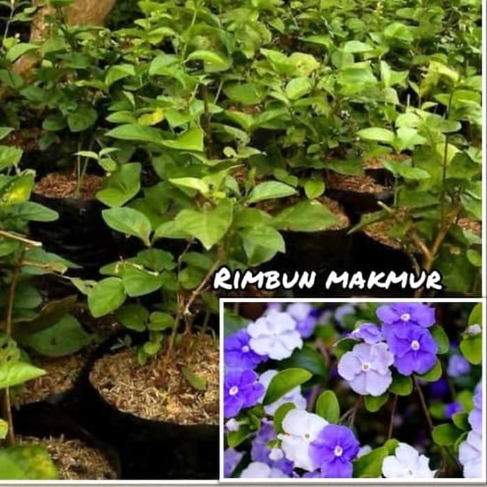 tanaman hias bunga melati costa/pohon melati costa/bunga melati costa