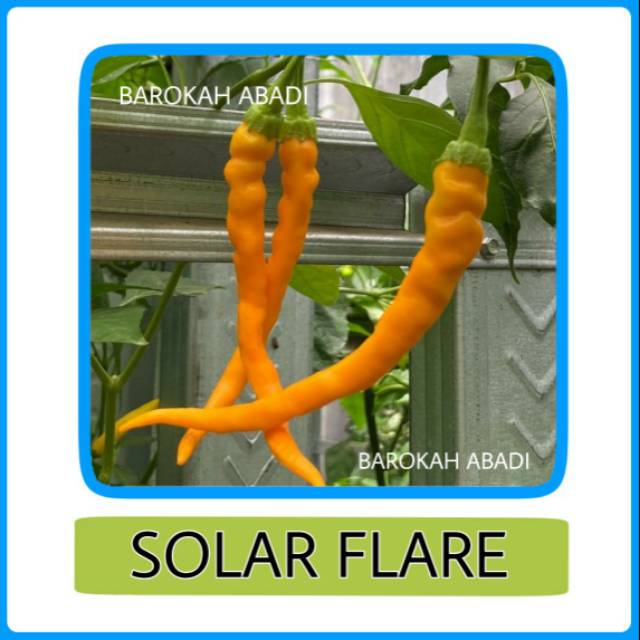 3 Biji - Benih Cabai Solar Flare Benih Cabai Hias Solar Flare Cabe Unik SOLAR FLARE