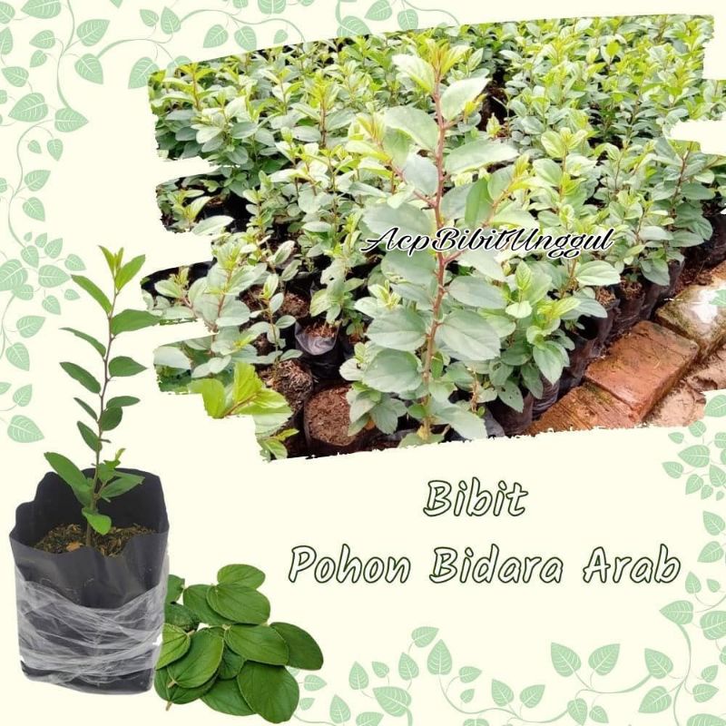 Bibit Bidara China Pilihan asli