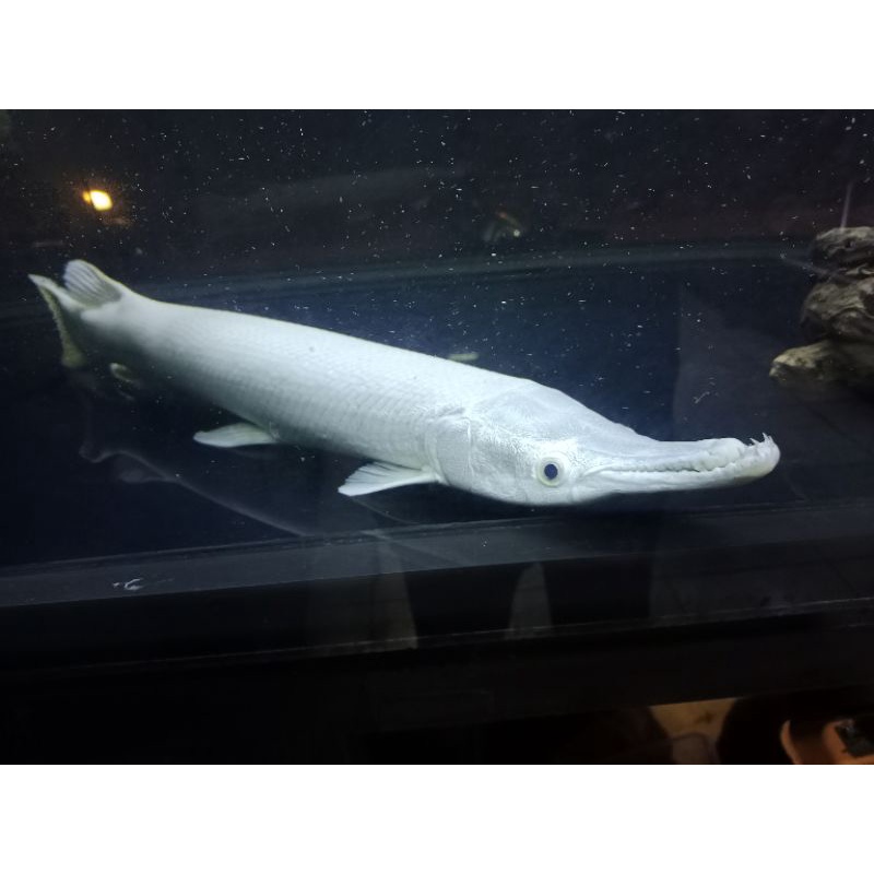 Spatula Platinum Snow White 60CM