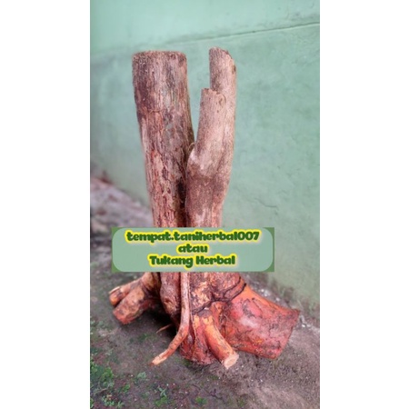 Bahan bonsai tanaman wahong/ki bangbara gunung berkarakter tiada duanya REALPIC/ready stok