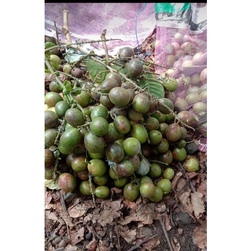 

buah matoa buah ajaib 3 rasa
