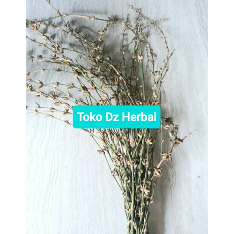 

Kembang pring atau bunga bambu asli harga per ikat-az