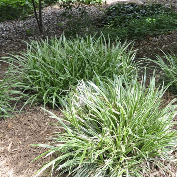 Jual Tanaman hias Alang-alang jaburan - paris carex morrowii ice dance ...