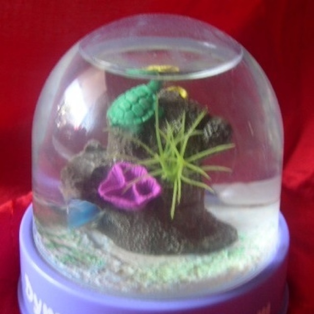 Mini Aquarium