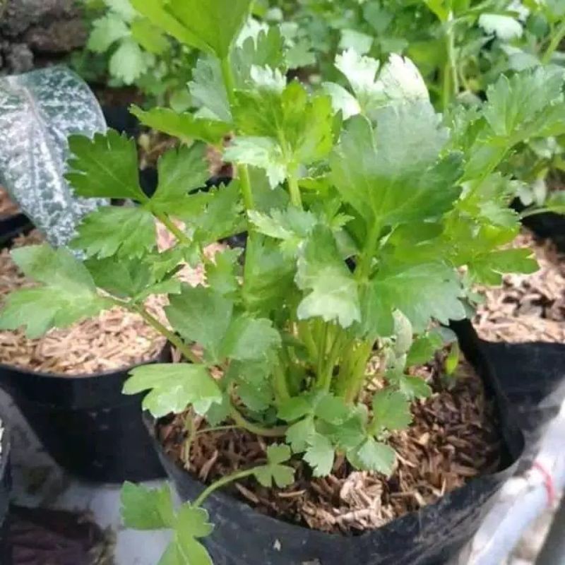 bibit daun seledri