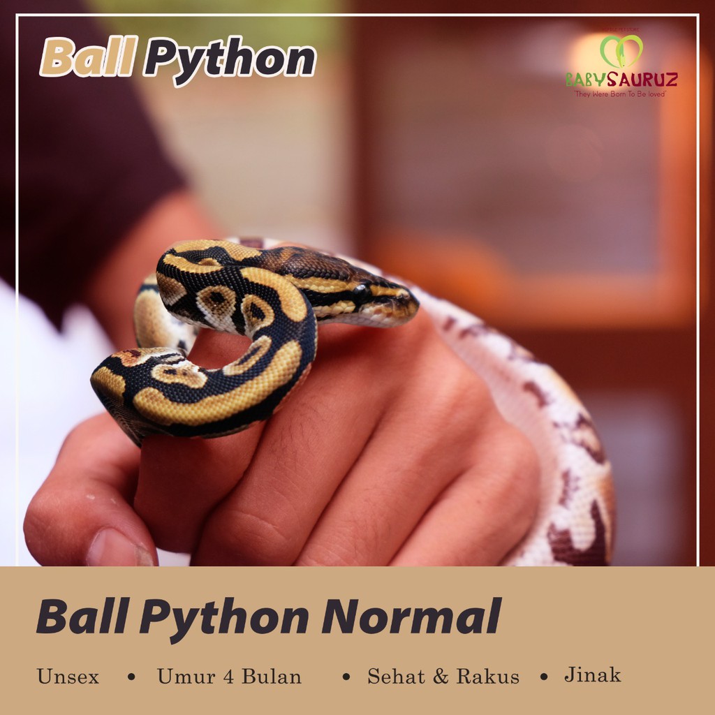 BALL PYTHON NORMAL