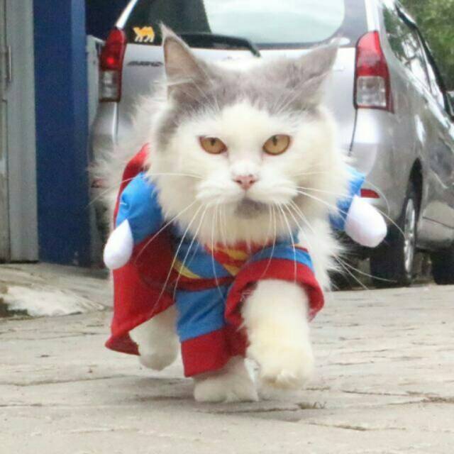 Kostum superman untuk kucing lucu banget / baju kucing size S M L XL