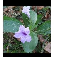 Daun kering kencana ungu/daun pletekan 500gram