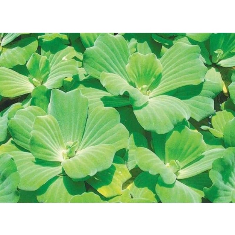 Tanaman air Apu-Apu, makanan ikan & udang, serta berfungsi membersihkan amoniak ikan