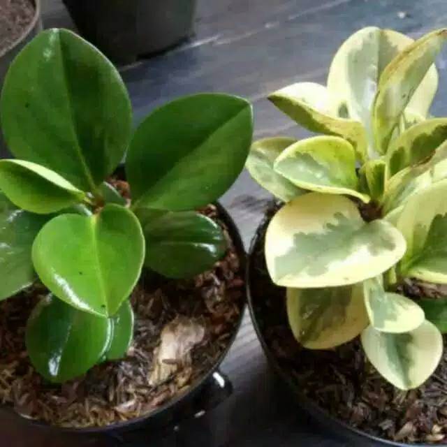 Tanaman hias peperomia - peperomia hijau - peperomia varigata