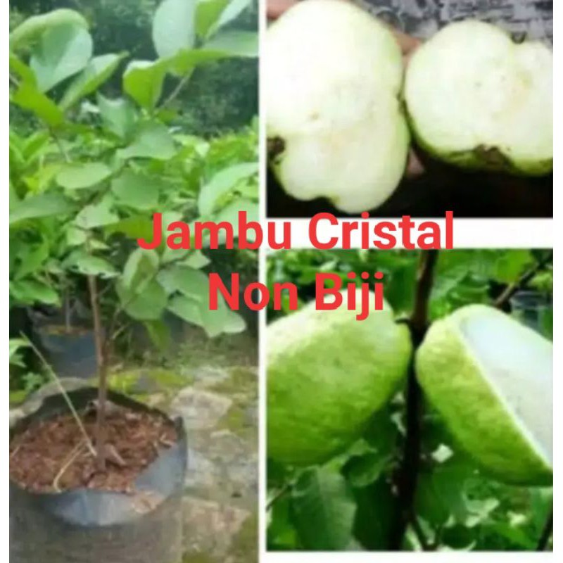bibit jambu kristal tanpa biji
