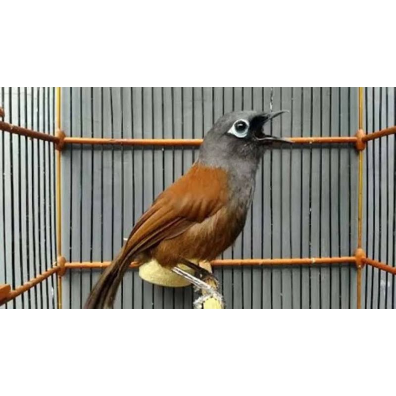 BURUNG POKSAY MANTEL