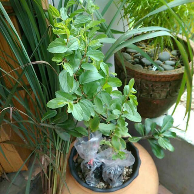 Beli 3 Gratis 1 Bidara Arab Sidr Ruqyah