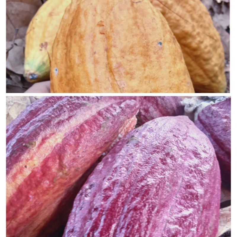 

BUAH KAKAO | BUAH COKELAT MERAH DAN KUNING | BUAH COKLAT UTUH SATUAN