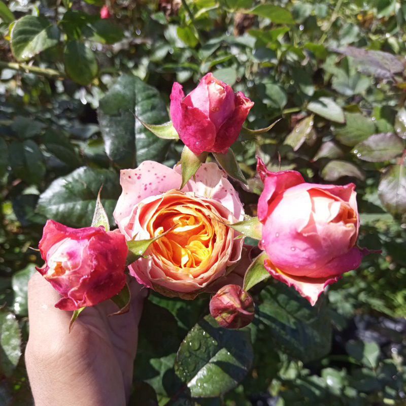 MAWAR IMPORT VUVUZELA (INDUKAN)