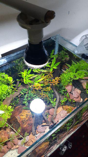 Pupuk Legendaris Gandasil D 100 Gram & 500 Gram Ori Untuk Aquascape