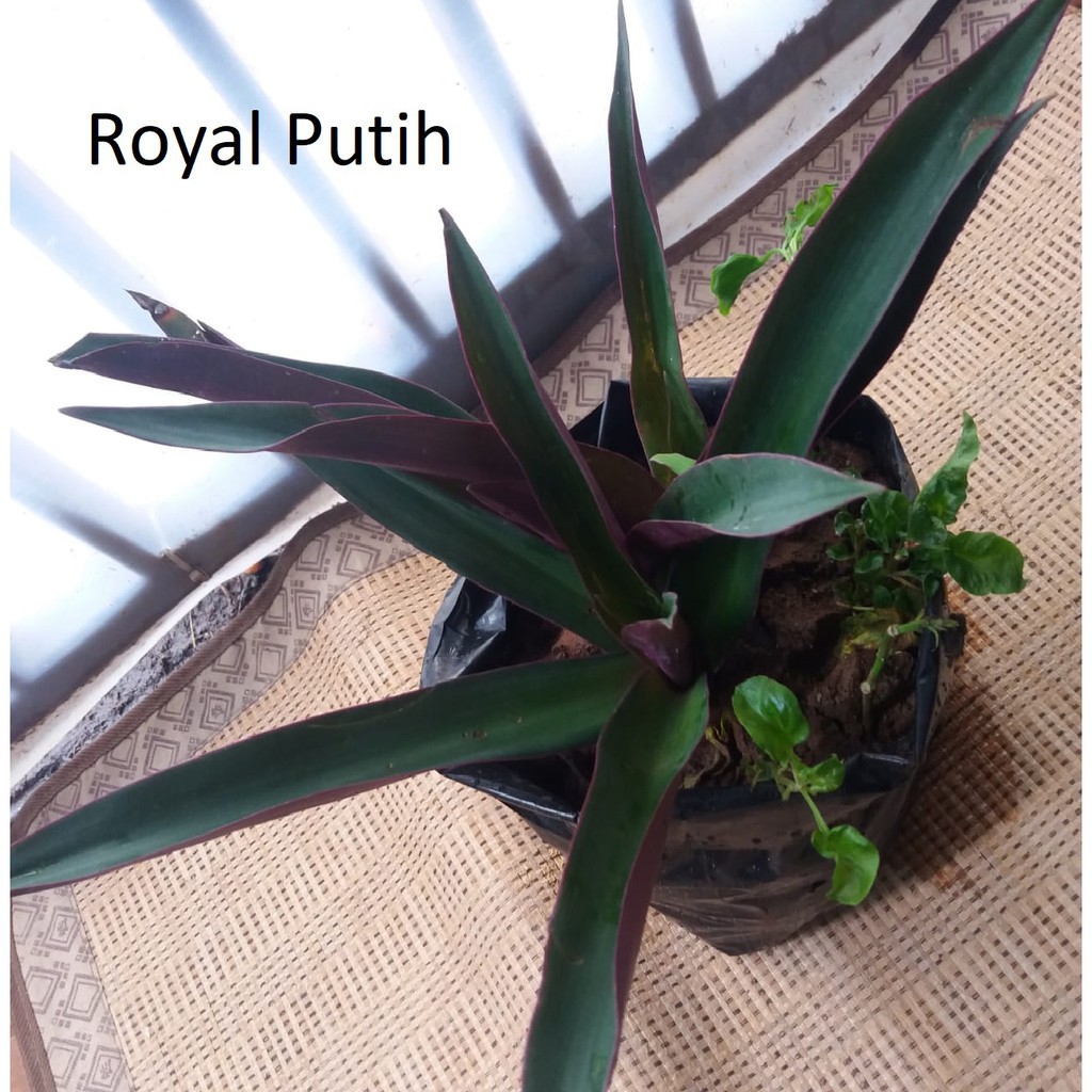 TANAMAN HIAS ADAM HAWA JUMBO BESAR