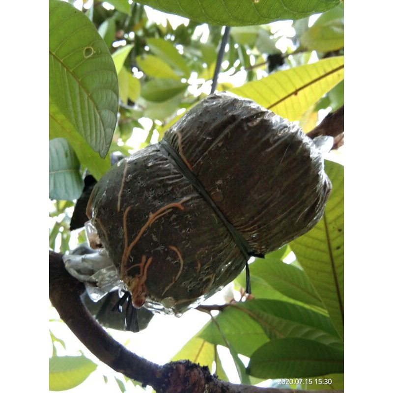 Fresh cangkok mamey sapote