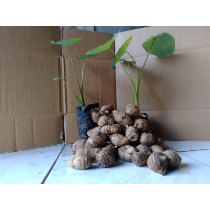 Umbi satoimo / Talas Jepang / Talas langka