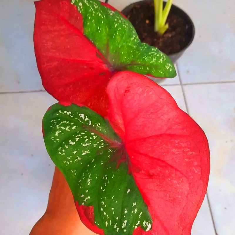 Caladium Baret / bunga keladi / tanaman hias keladi murah / tanaman keladi hidup / caladium thailand