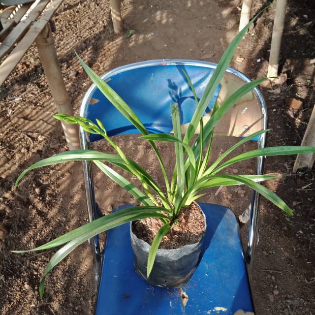 Cymbidium golden boy