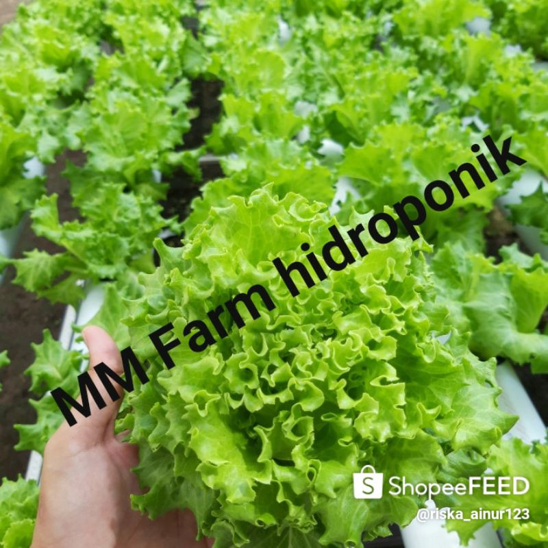 

sayur selada hidroponik