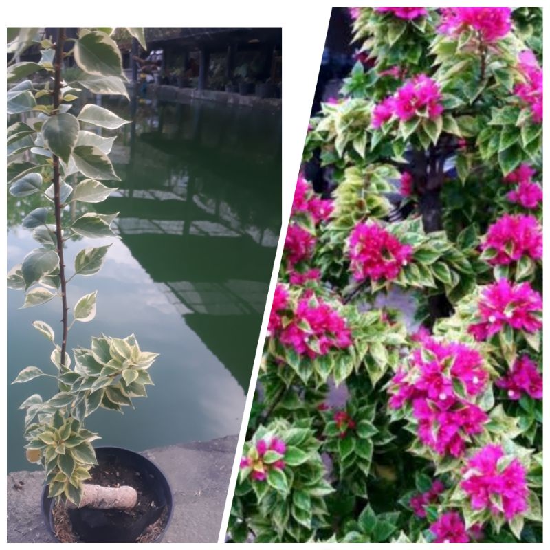 bugenvil bonsay singapur murah