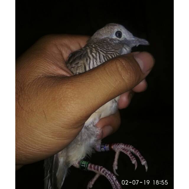 Burung Perkutut Bangkok Trah Lomba Shopee Indonesia