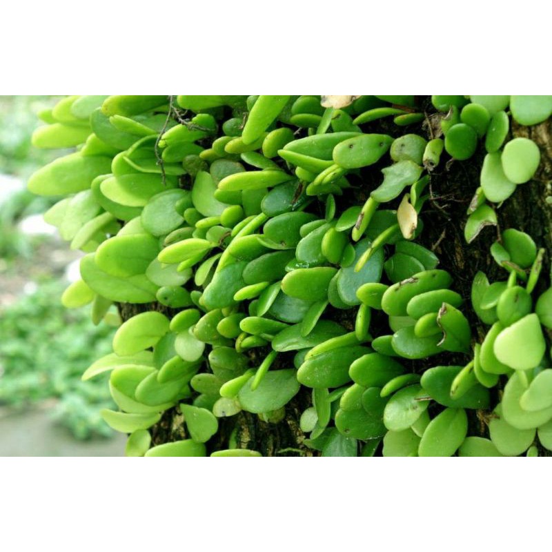 

Daun Picisan / daun sisik Naga 100 gr