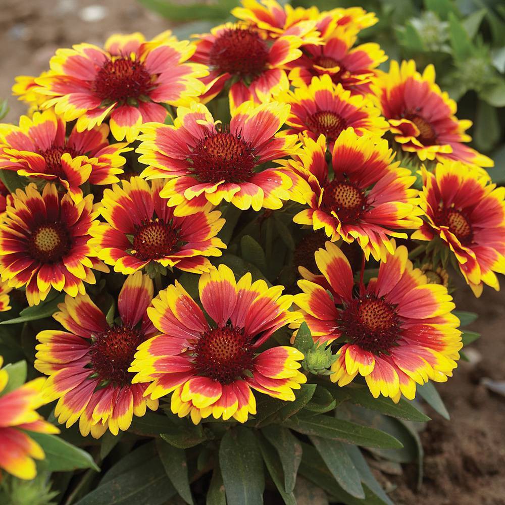 PlantaSeed - 100 Seeds - Gaillardia Benih Bibit Biji Bunga - PAS0199