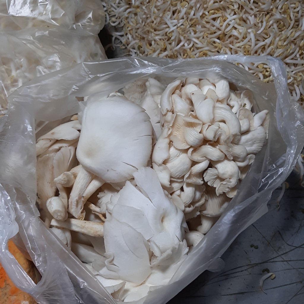 

Jamur Tiram 1/2kg (500g)