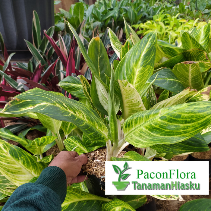 TANAMAN BLANCENG GOLDEN | TANAMAN HIAS BLANCENG GOLDEN