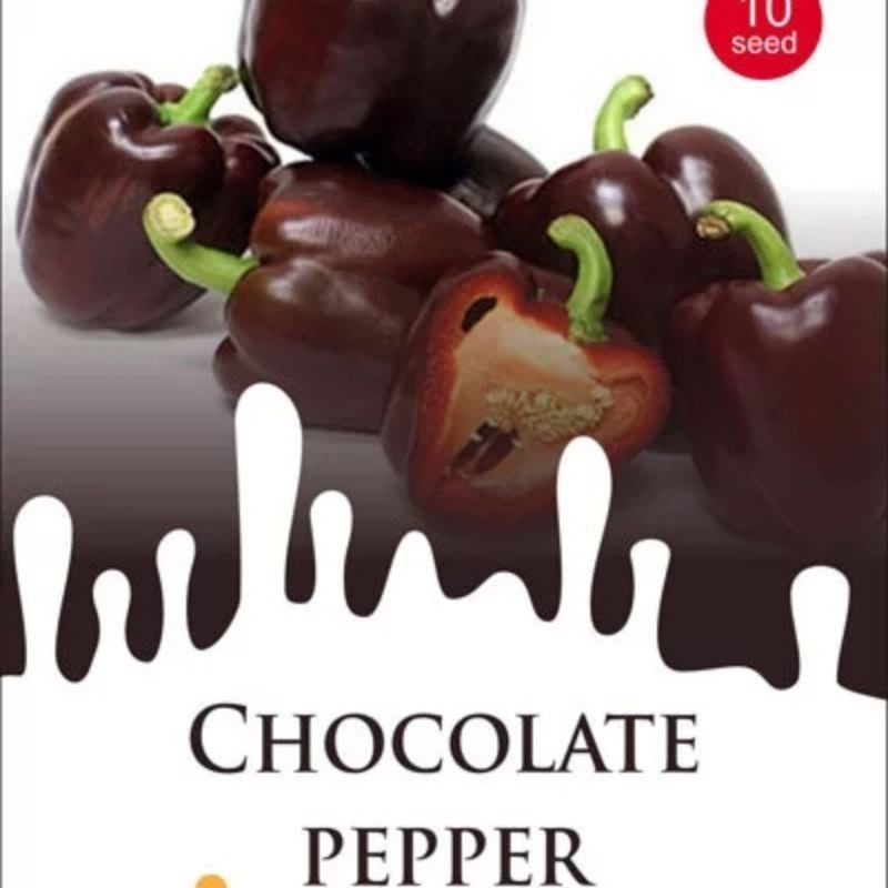 

CHOCO PAPER / Cabai Choklat