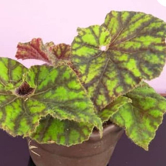 Tanaman Hias Begonia Keong Madu