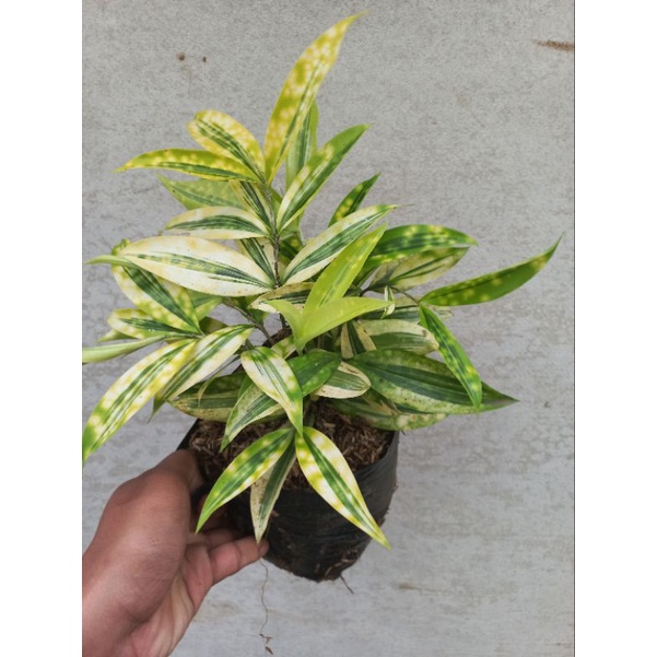 Tanaman hias Dracaena Golden Milky - Bambu Cina Kuning