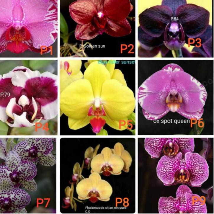Jajanan THR.. Anggrek remaja bulan hybrid Taiwan bunga jumbo