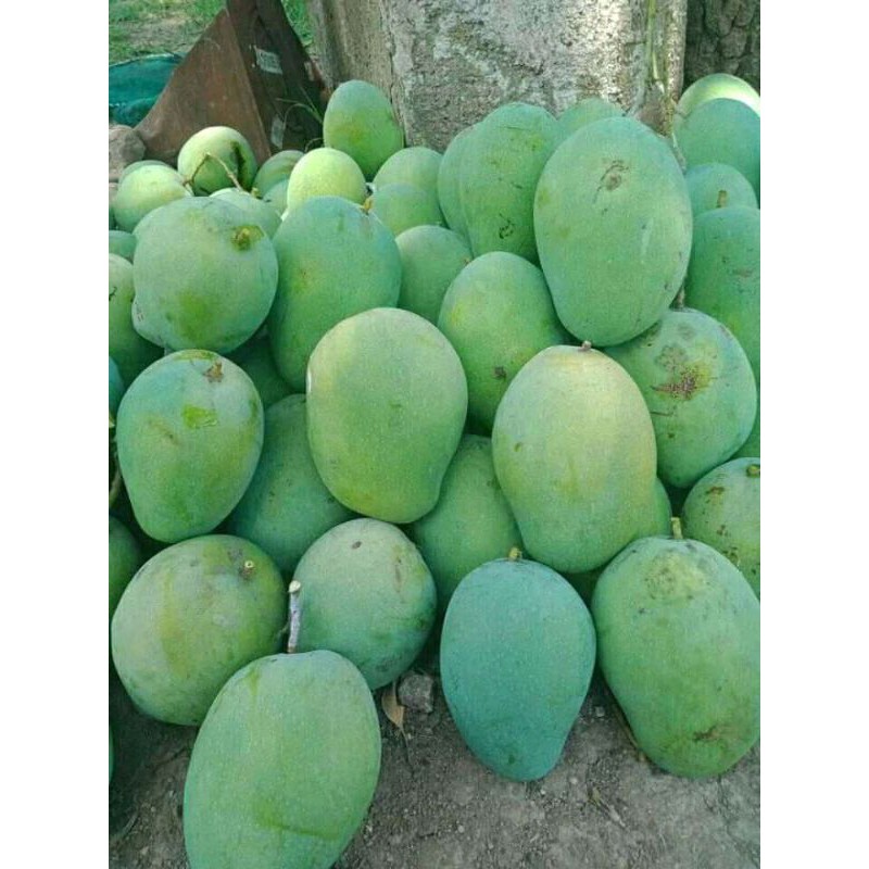 MANGGA MUDA GADUNG